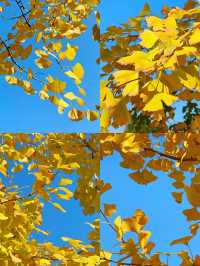 可惜你不來宜春 秋日限定打卡攻略大全