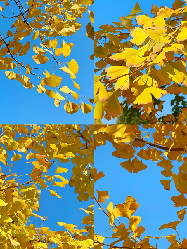 可惜你不來宜春 秋日限定打卡攻略大全