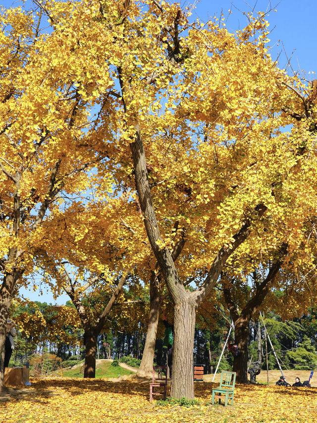 怕你們錯過!再次提醒:共青銀杏濃度已超標 怕你們錯過!再次提醒:共青銀杏濃度已超標