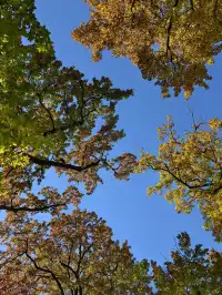 今日實況,指南村的楓葉紅了