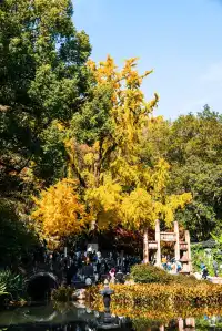 亭林公園楓葉紅透啦
