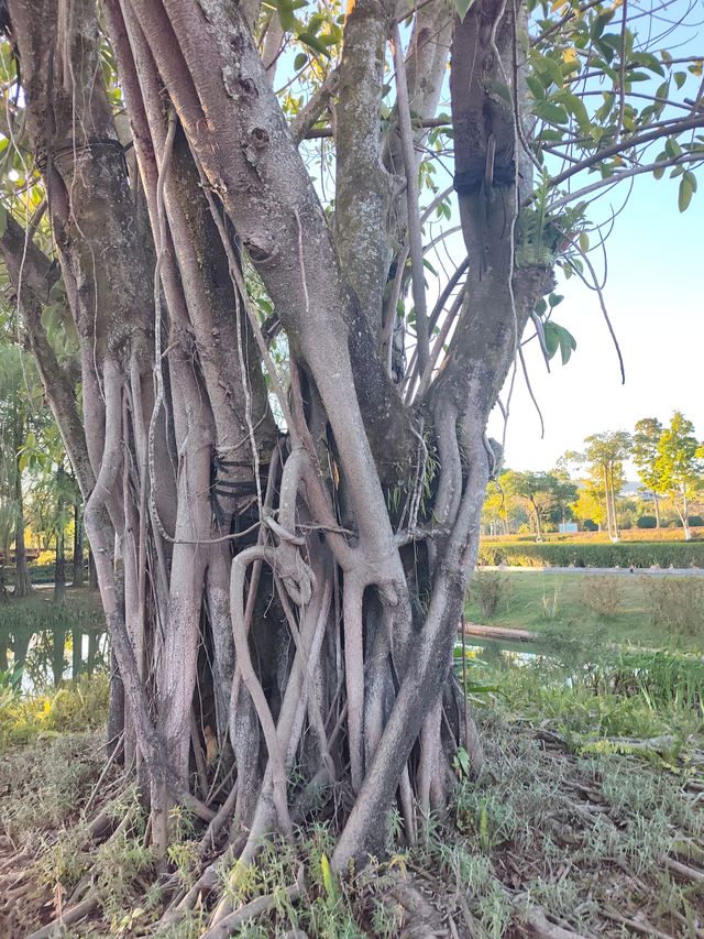 深秋漫步普洱,邂逅人間絕美湖畔秘境 深秋漫步普洱,邂逅人間絕美湖畔秘境