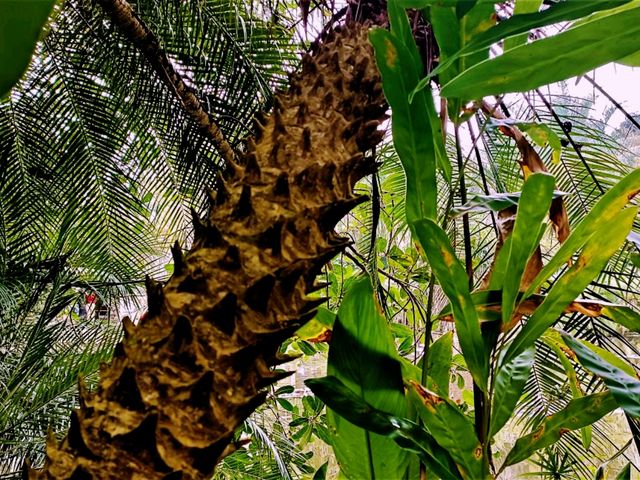 Ultimate List of Vietnam Jungle Tracks: Dive into The Evergreen World Ultimate List of Vietnam Jungle Tracks: Dive into The Evergreen World