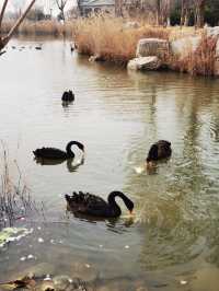 唐島灣濕地公園