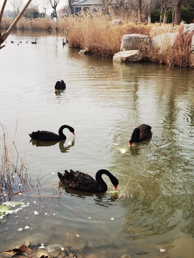 唐島灣濕地公園