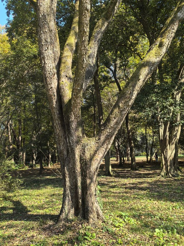 中山植物園就是靜奢風的天花板，閉眼入不虧！