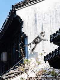 宜興｜好逛速來