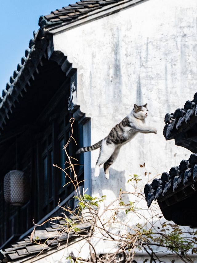 宜興｜好逛速來