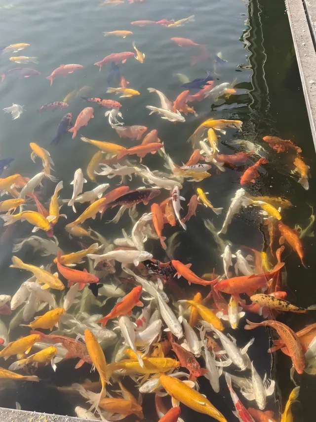 在武漢,週末不知道去哪兒玩,來東湖就對了 在武漢,週末不知道去哪兒玩,來東湖就對了