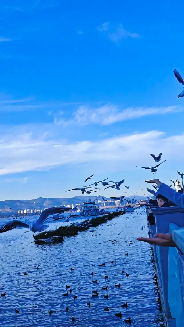 Live Today | Kunming's Top Winter Activities! Includes Seagull Map