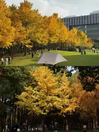 絕了！世博銀杏林真的太好拍了！！