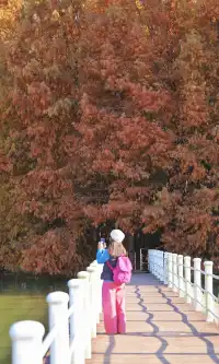 終於等來上海天花板水杉林的封神期附攻略