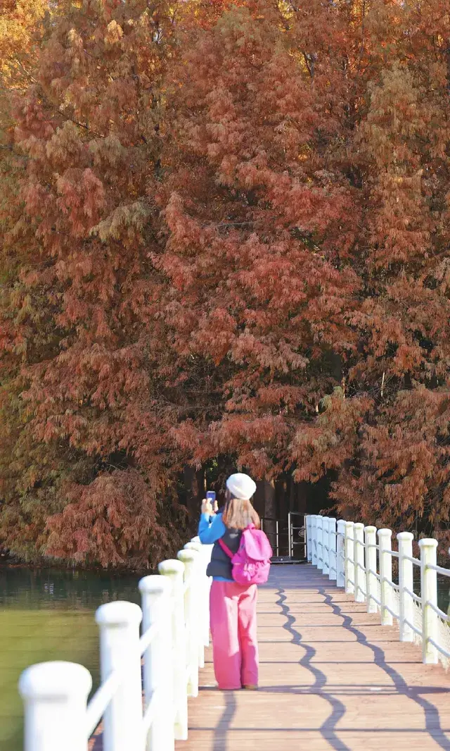 終於等來上海天花板水杉林的封神期附攻略 終於等來上海天花板水杉林的封神期附攻略