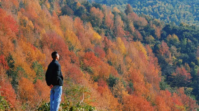 縉雲彩林秘境,冷門但絕美! 縉雲彩林秘境,冷門但絕美!