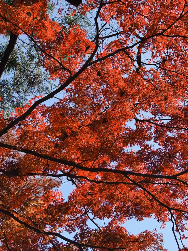 週末玩轉湖州莫干山 and 下渚湖濕地公園
