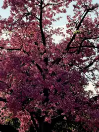 泉州北濱江公園的花樹火了~