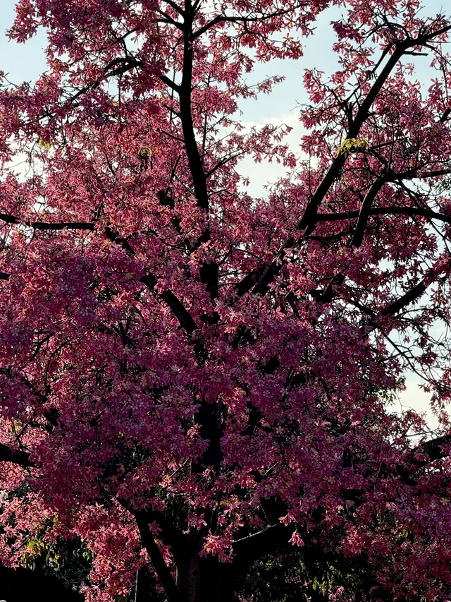 泉州北濱江公園的花樹火了~ 泉州北濱江公園的花樹火了~