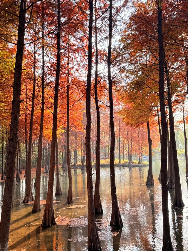 上海初冬限定浪漫|碳路者公園4點光影落羽杉 上海初冬限定浪漫|碳路者公園4點光影落羽杉