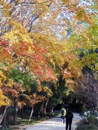 共青秋林愛晚|賞五彩繽紛的秋