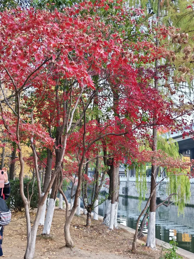 滿城盡飛黃金葉，紹興古城河清園秋色正迷人