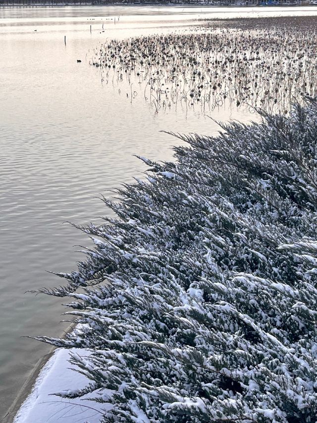 冬日限定雪景蘆葦打卡地