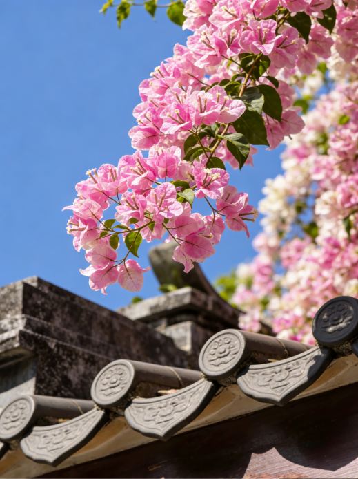 深圳の花見】園博園のブーゲンビリア完全ガイド（詳細ルート付き