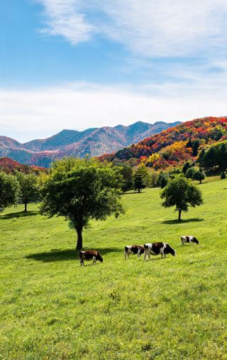 장백산 인파를 피하세요! 지린 국경 하늘 초원이 너무 힐링돼요 20℃ 피서 손쉽게 찍는 사진