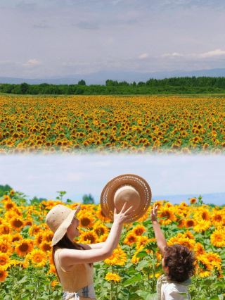 완전판 이리 10일 파노라마 공략