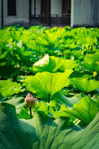 烏鎮の夏｜蓮の花が咲いた 出発の時だ