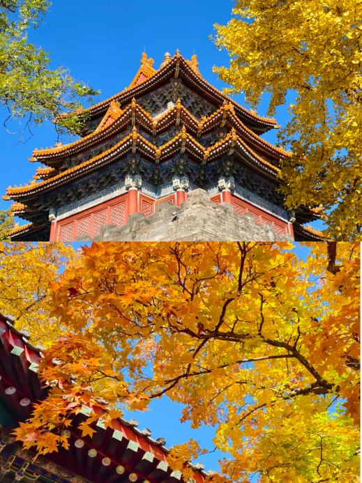 2026年 地壇公園の銀杏並木秋の風景おすすめ| Trip Moments