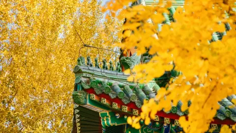 Cáp Nhĩ Tân mùa thu: Dạo chơi cùng trẻ em dưới mái vòm! Những cây bạch quả tại đền Khổng Tử đẹp đến ngỡ ngàng. — traveler post in Cáp Nhĩ Tân