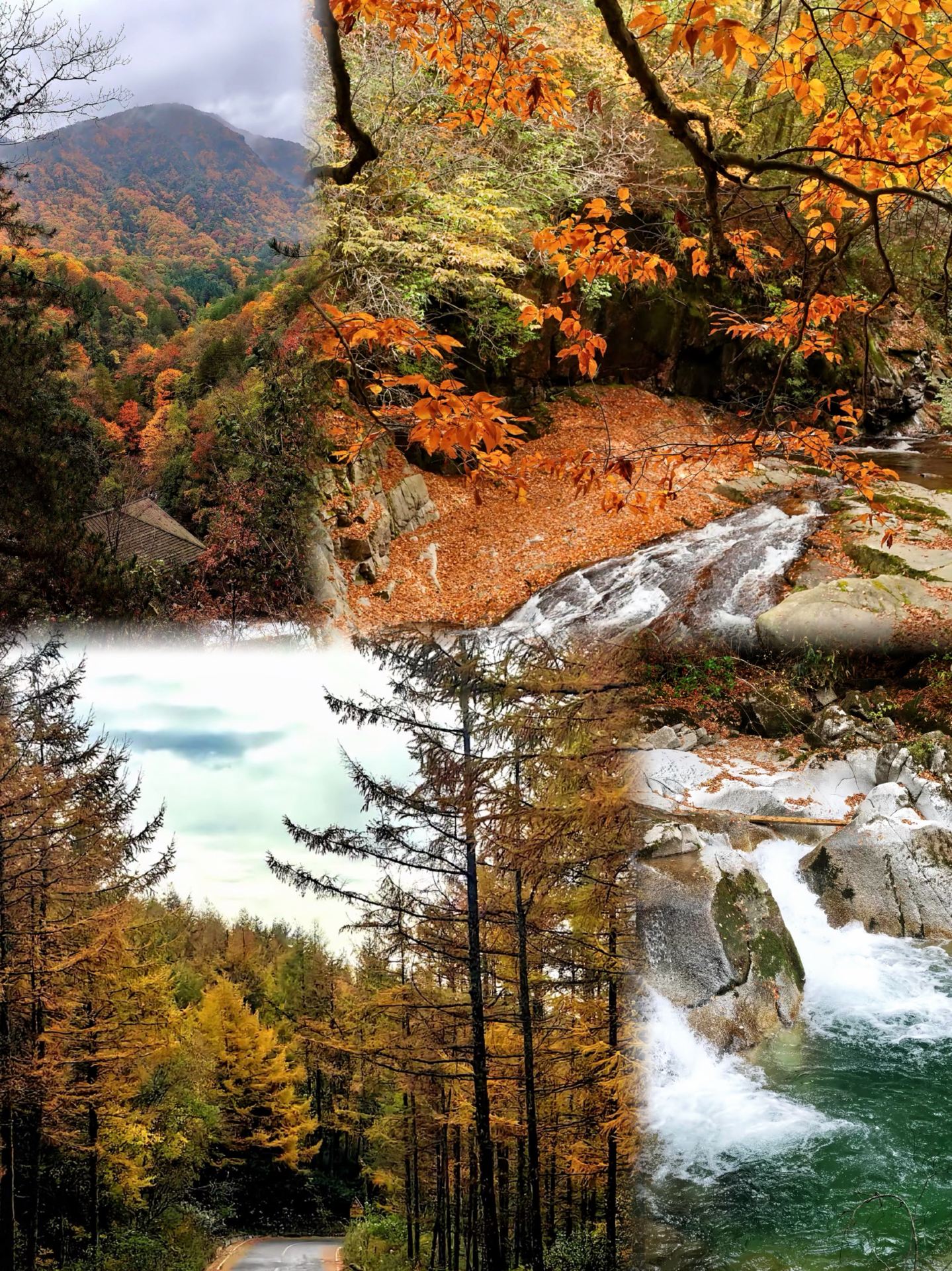 A 4-day reverse itinerary to Guangwushan in autumn—the colorful forest is incredible!