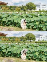 연꽃을 보고싶다면 함안으로 🪷💕