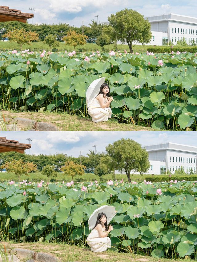 연꽃을 보고싶다면 함안으로 🪷💕