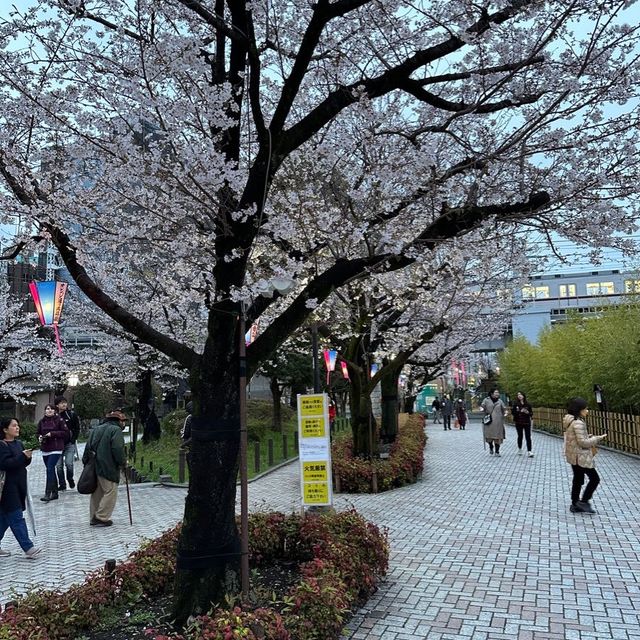 【東京】ついに始まった隅田川の桜祭り