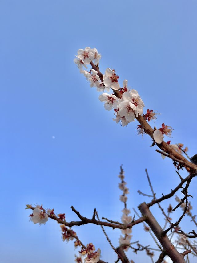 에버랜드 숨은 풍경 맛집, ‘하늘 정원길’🌸💕