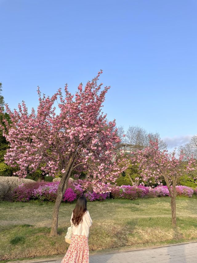 겹벚꽃 보러 하남 미사 조정경기장 어때요🌸