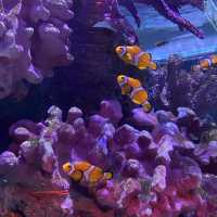 ไปเดทที่ไหนดี? ไป SEA LIFE Bangkok กันค่ะ 🫧🐠