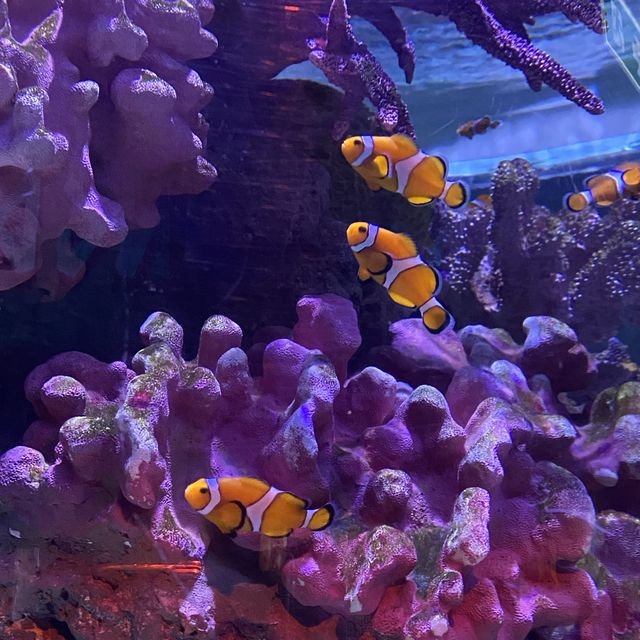 ไปเดทที่ไหนดี? ไป SEA LIFE Bangkok กันค่ะ 🫧🐠