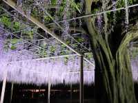 【岐阜】百花繚乱の藤！天王川公園をご紹介