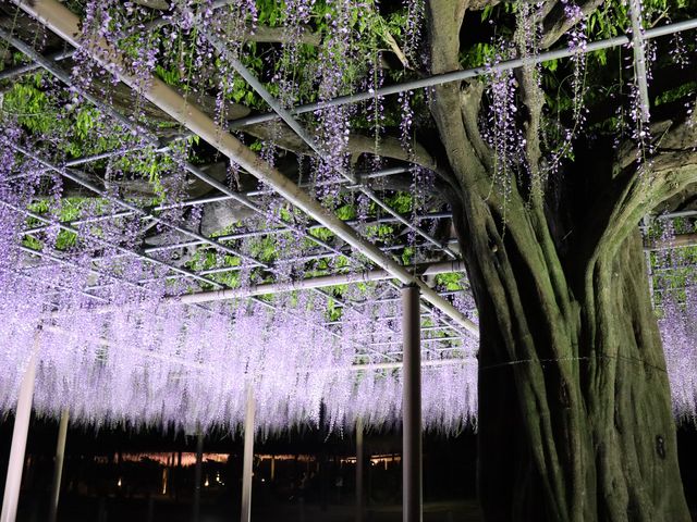 【岐阜】百花繚乱の藤！天王川公園をご紹介
