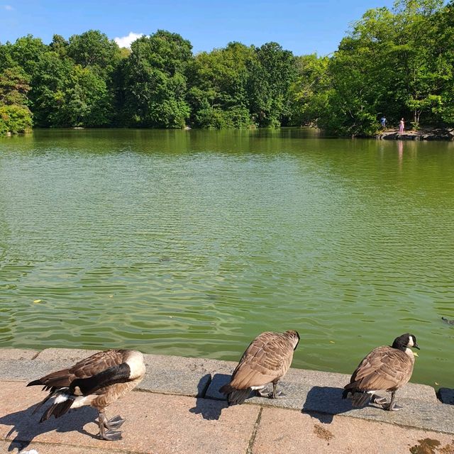 A Trip To Central Park NYC