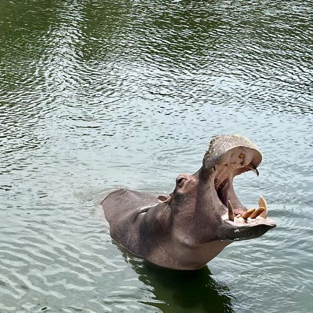 🐘曼谷野生動物世界-探索大自然奧秘🌴