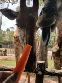 Lunch with Giraffe @ Phu Quoc Island 