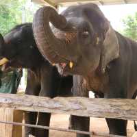 Kenyir Elephant Conservation Village