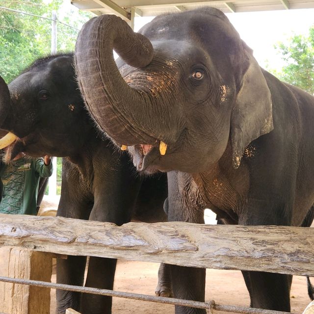Kenyir Elephant Conservation Village