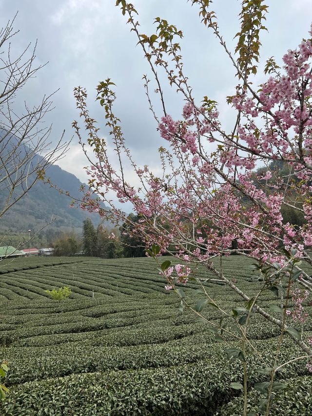 嘉義｜阿里山⛰️櫻花季必來景點🌸附夜櫻及奮起湖必吃小吃🔥