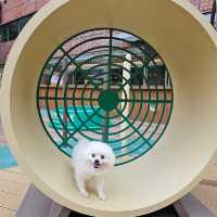 帶毛孩放電購物好地方🐶🦮🐕‍🦺🐕🐩
