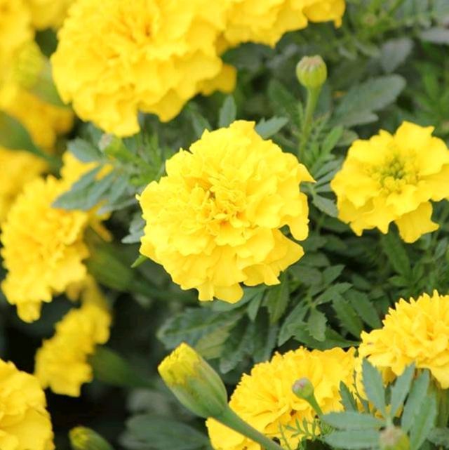 Sea of Flowers in Xinshe