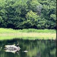 🏞️ 아름다운 자연과 식생이 보존되어 있는 일본 북쪽의 끝 시레토코 국립공원 